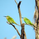 Blauwangenspint (Merops persicus)