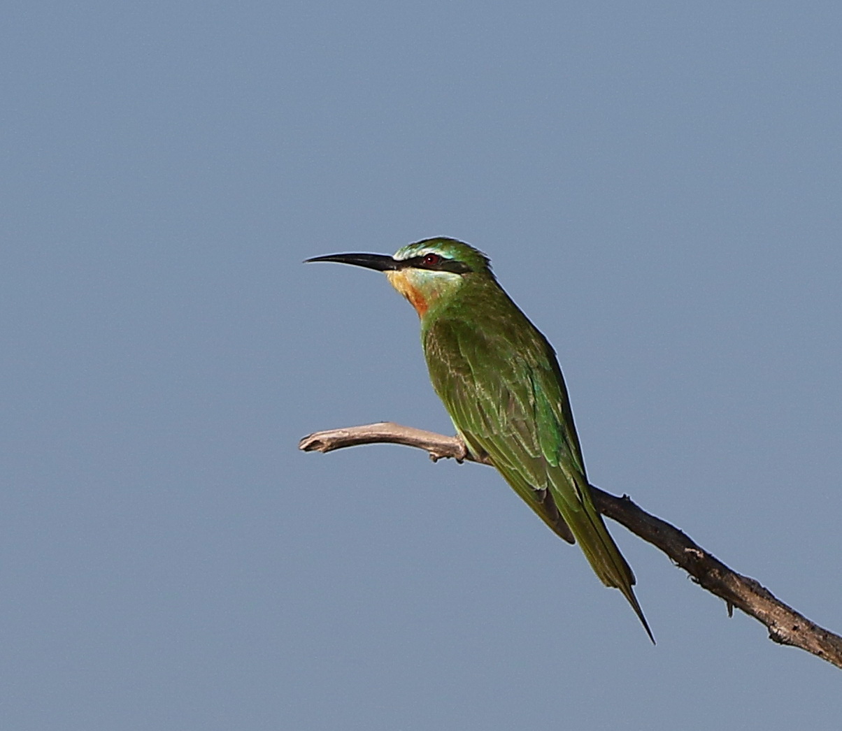 Blauwangenspint - Merops persicus