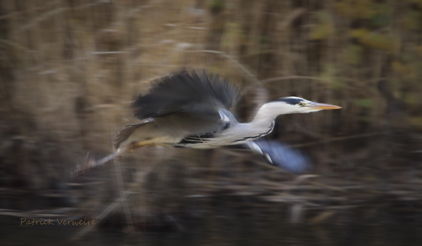 Blauwe reiger 7