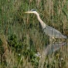 Blauwe Reiger (Graureiher)