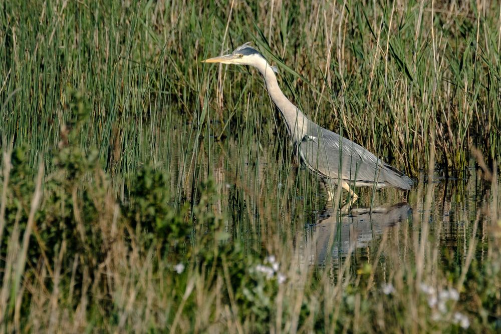 Blauwe Reiger (Graureiher)