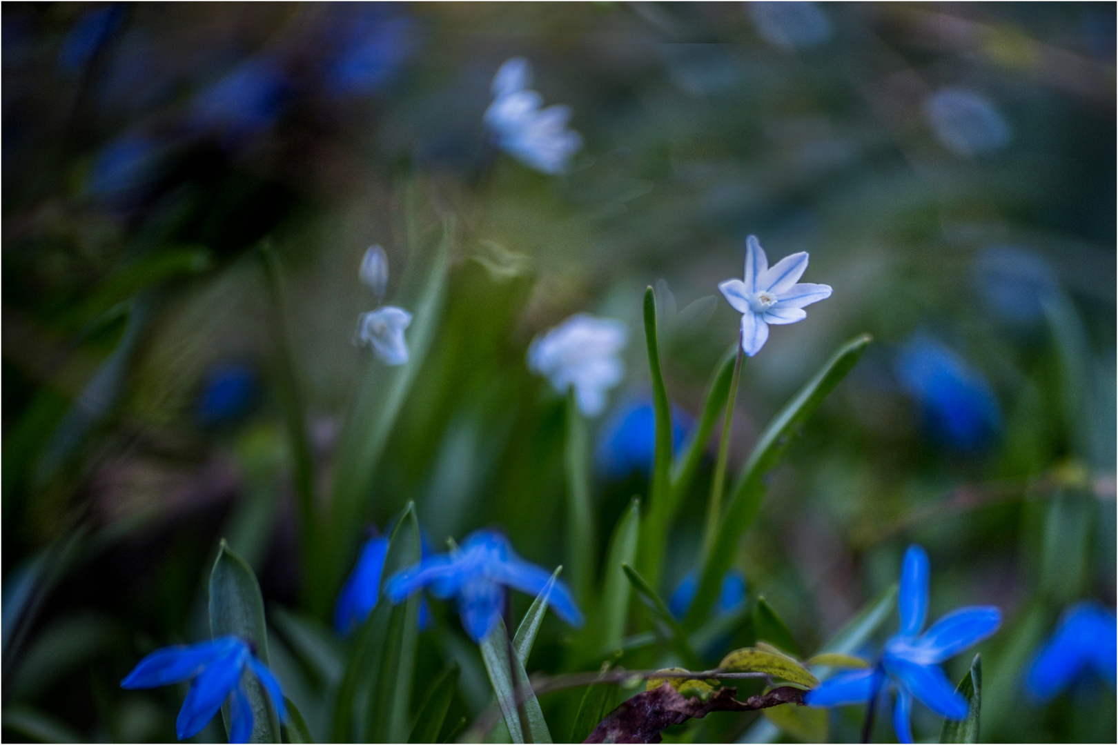 Blau/weiss