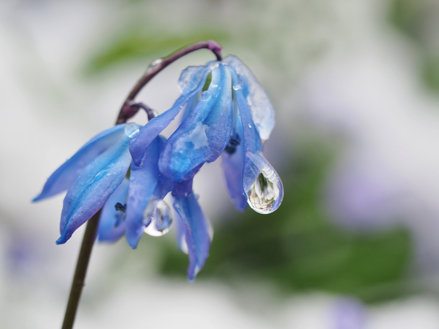 Blau.Weiß.