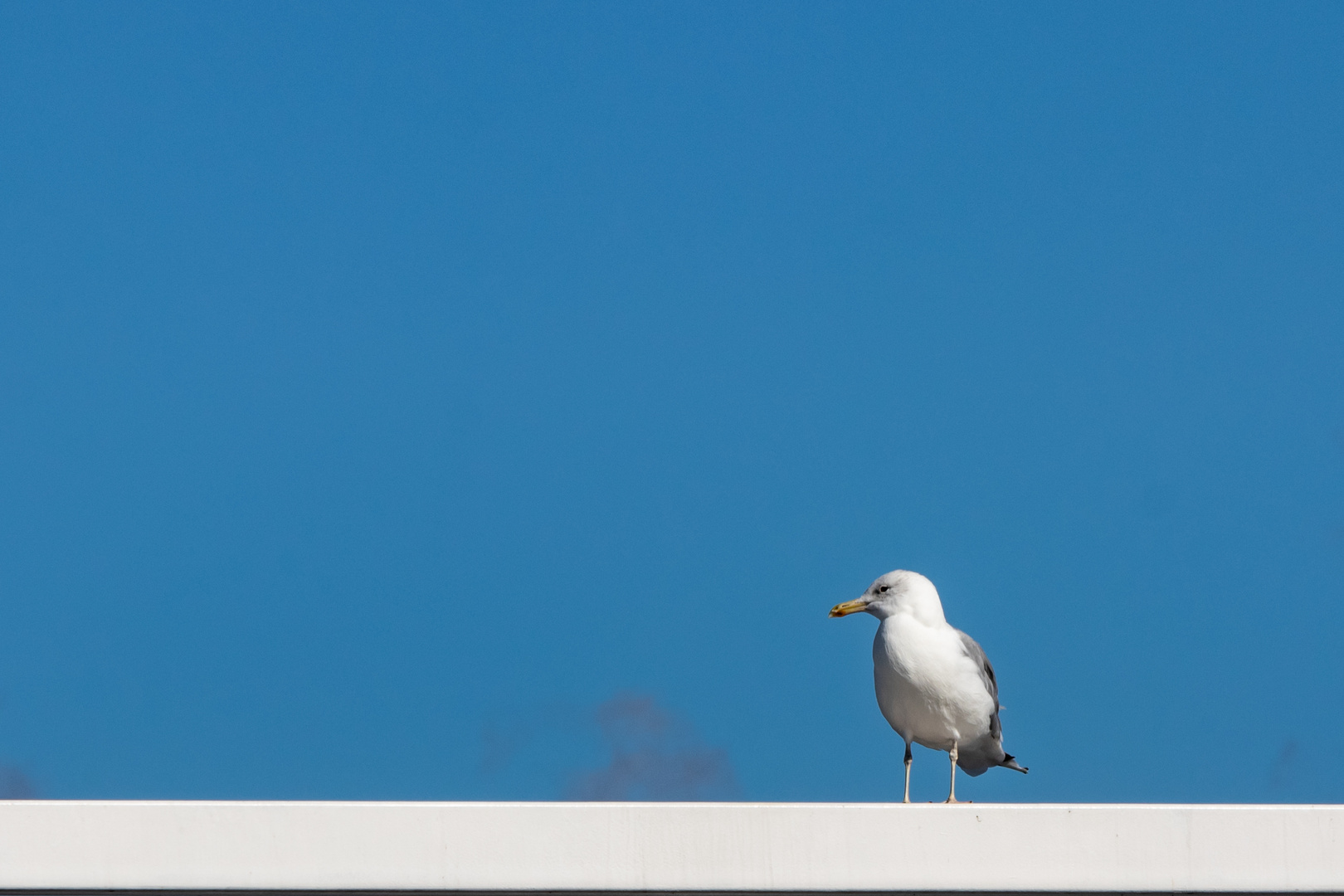 Blau/Weiß