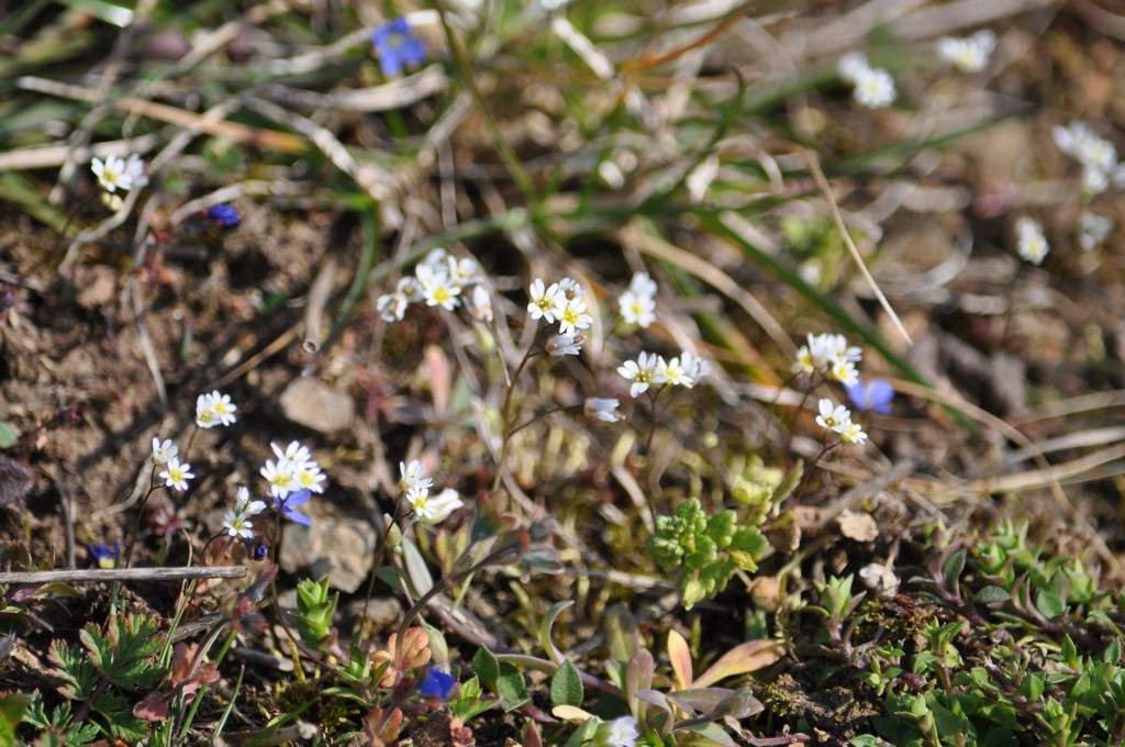 Blauweiße Miniaturen - Hungerblümchen (Erophila verna) und Frühlings-Ehrenpreis (Veronica verna)