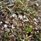 Blauweiße Miniaturen - Hungerblümchen (Erophila verna) und Frühlings-Ehrenpreis (Veronica verna)