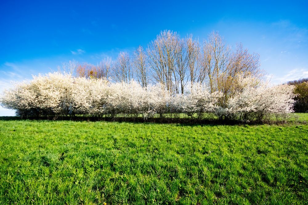 Blauweißgrüner Frühling