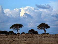 Blauwolken