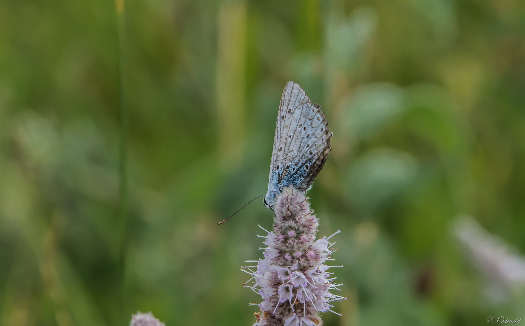 Blauwtje in de Kaukasus.