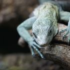 Blauzungen Skink