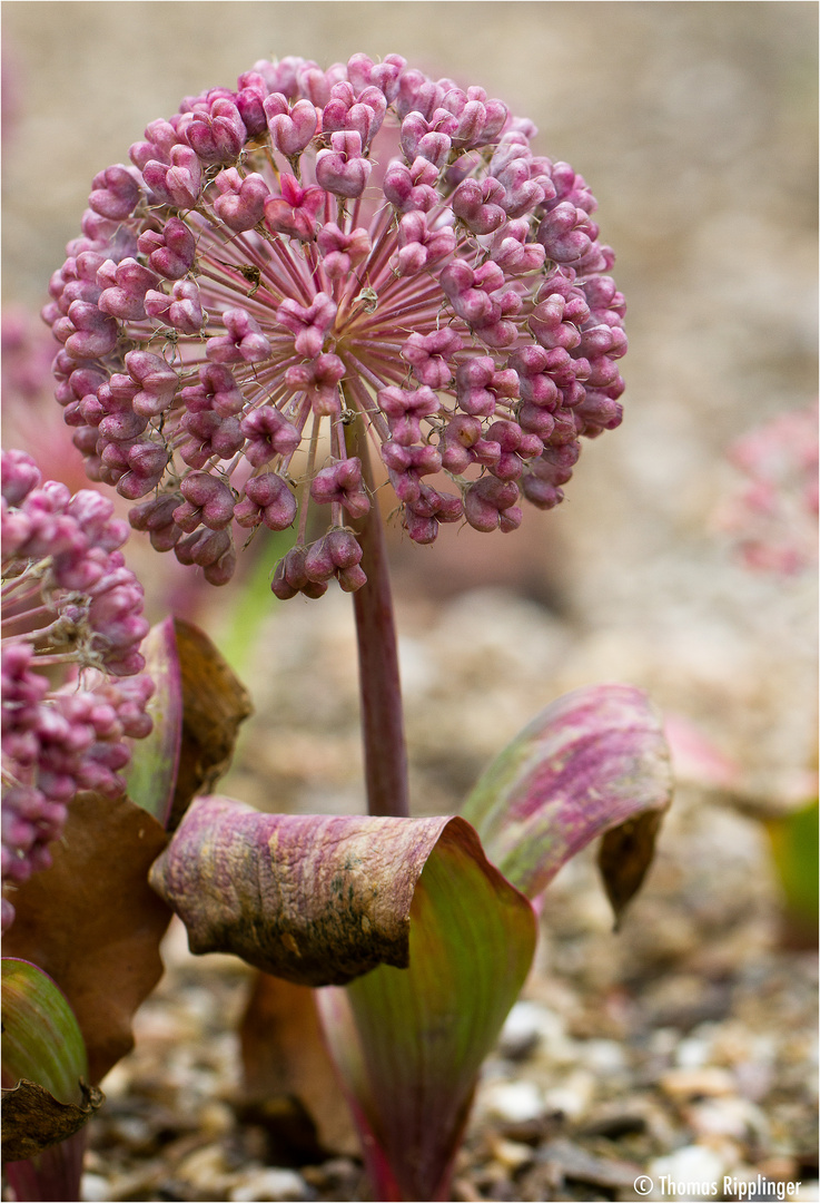 Blauzungenlauch [Allium karataviense]