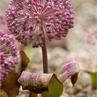 Blauzungenlauch [Allium karataviense]