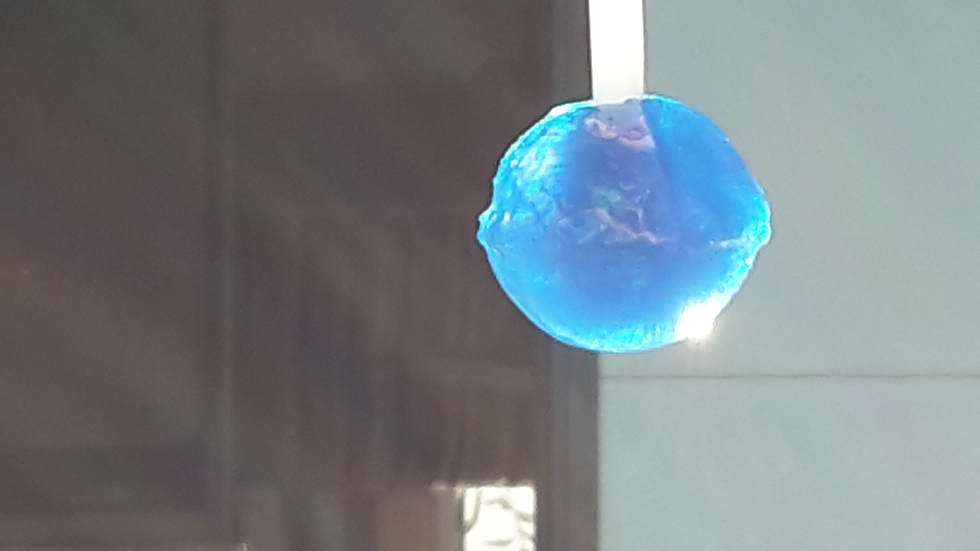 Blauzungenlolly....