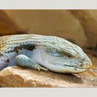 Blauzungenskink