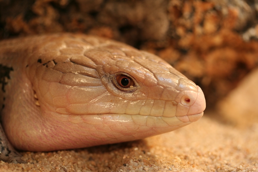Blauzungenskink Foto & Bild | tiere, zoo, wildpark & falknerei