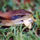 Blauzungenskink