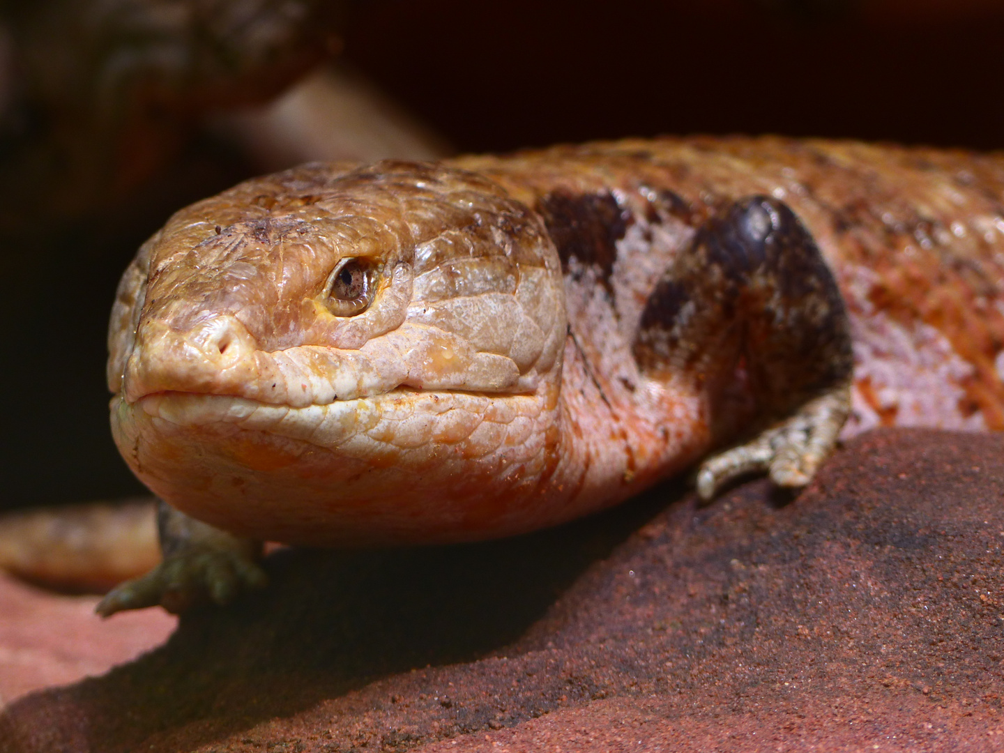 Blauzungenskink Foto & Bild | tiere, zoo, wildpark & falknerei