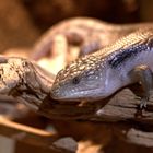 Blauzungenskink