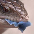 Blauzungenskink