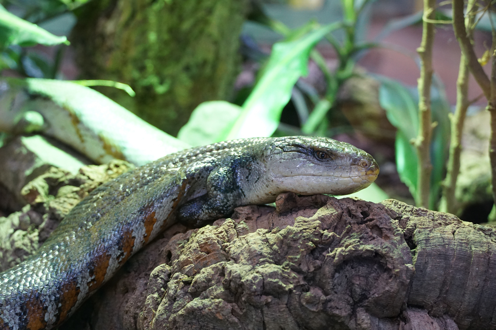 Blauzungenskink