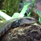 Blauzungenskink