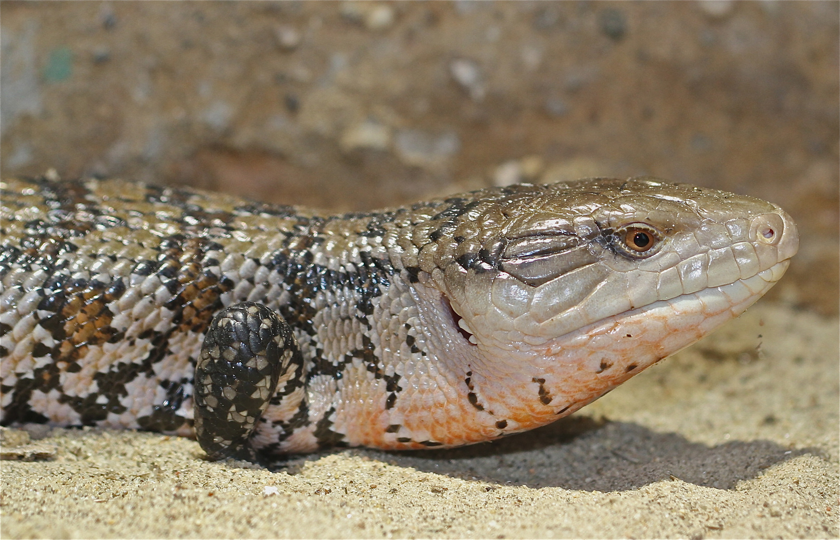 Blauzungenskink