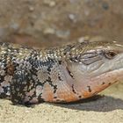 Blauzungenskink