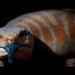 Blauzungenskink