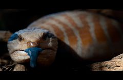 Blauzungenskink