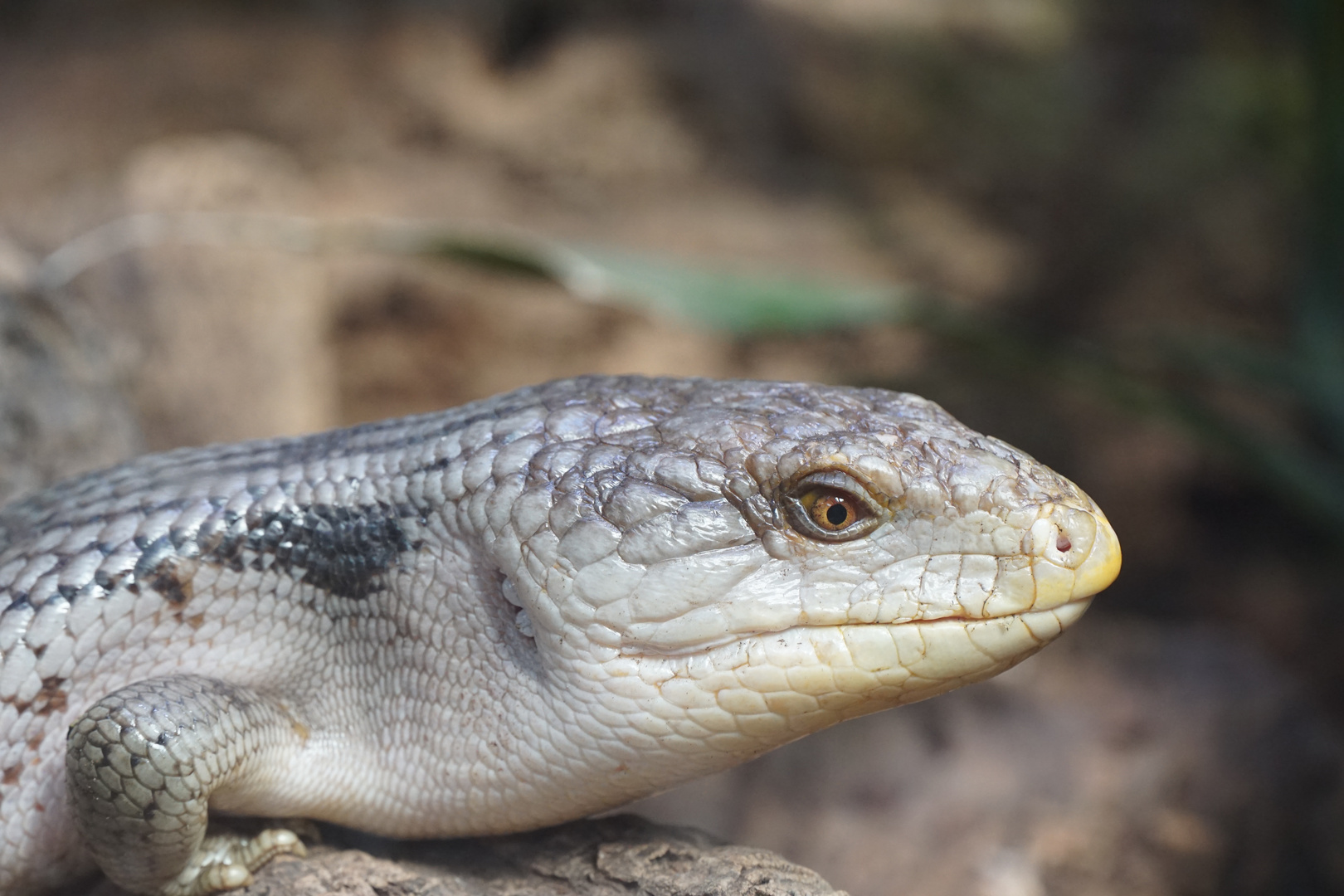 Blauzungenskink