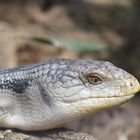 Blauzungenskink