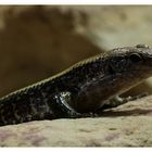 ... Blauzungenskink ...