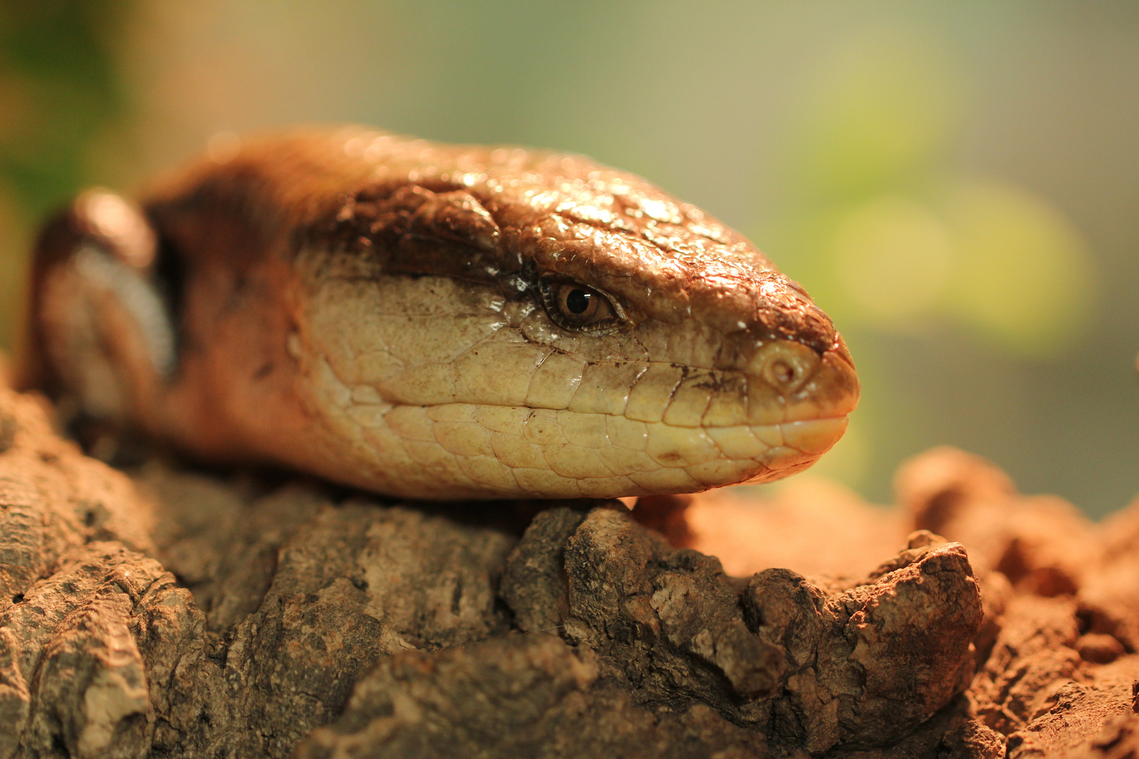 Blauzungenskink - aber die Zunge bleibt drin ...