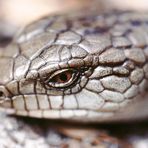 Blauzungenskink beim Aufladen