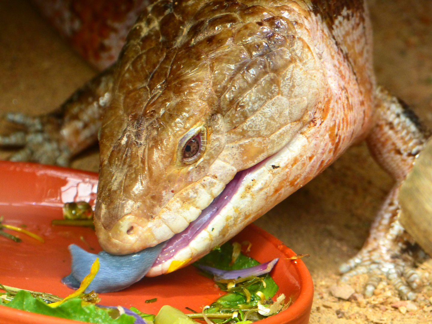 Blauzungenskink beim Frühstück Foto & Bild | tiere, zoo, wildpark