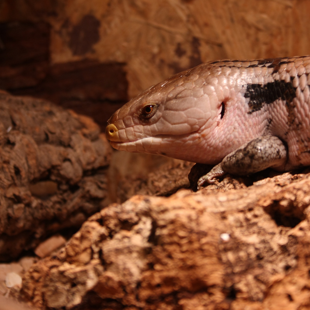 Blauzungenskink