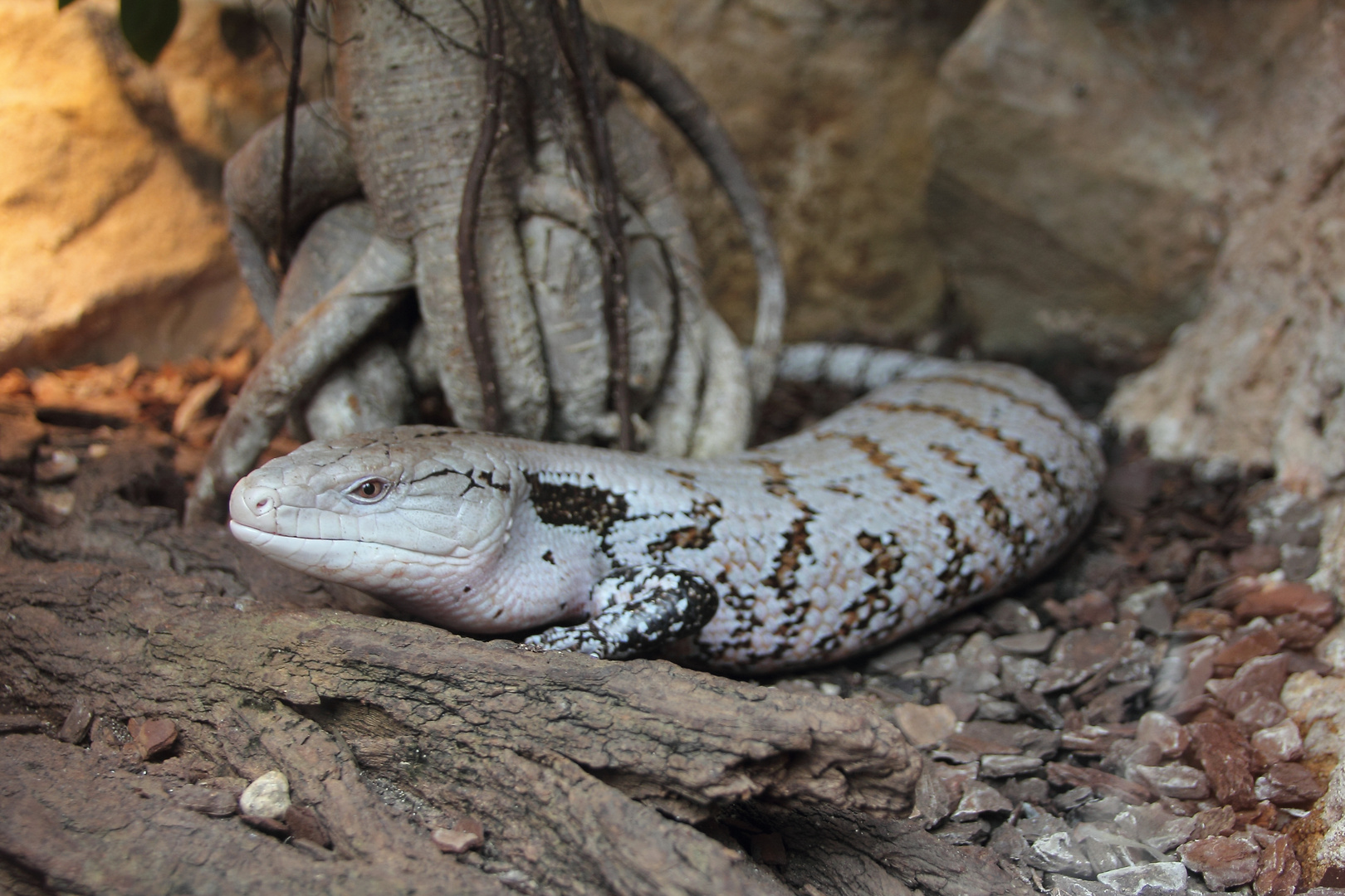 Blauzungenskink Foto & Bild | tiere, zoo, wildpark & falknerei