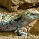 BLAUZUNGENSKINK