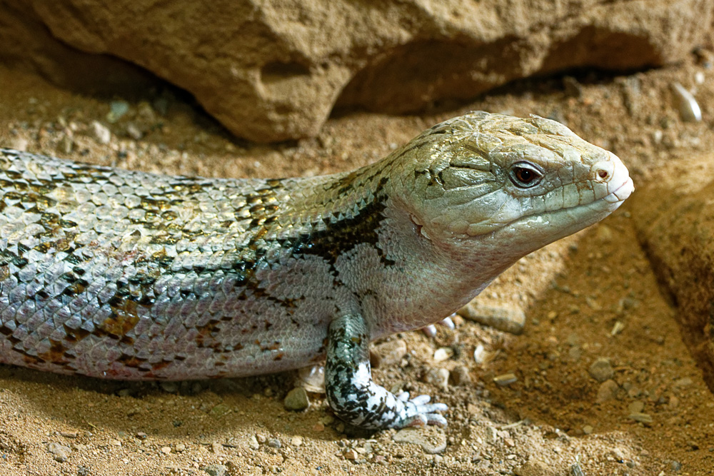 BLAUZUNGENSKINK Foto & Bild | tiere, zoo, wildpark & falknerei, natur