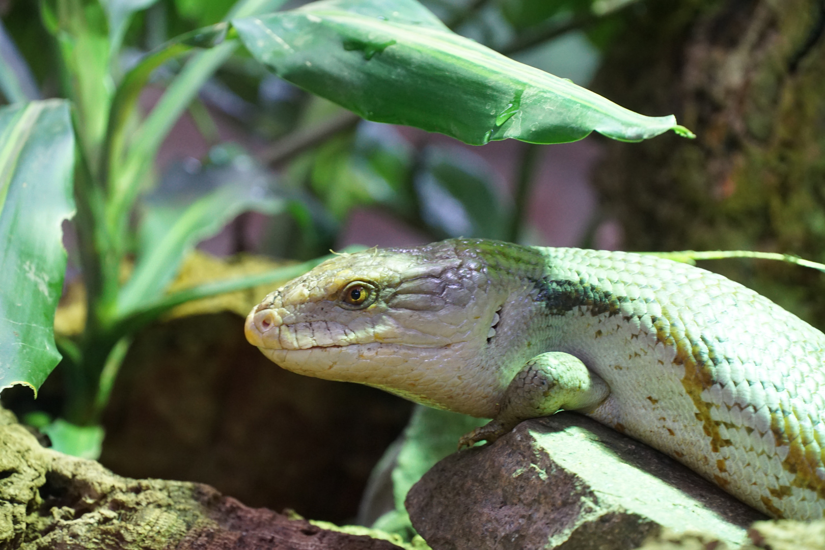 Blauzungenskink