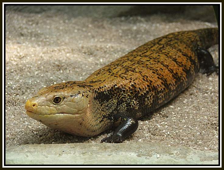 Blauzungenskink