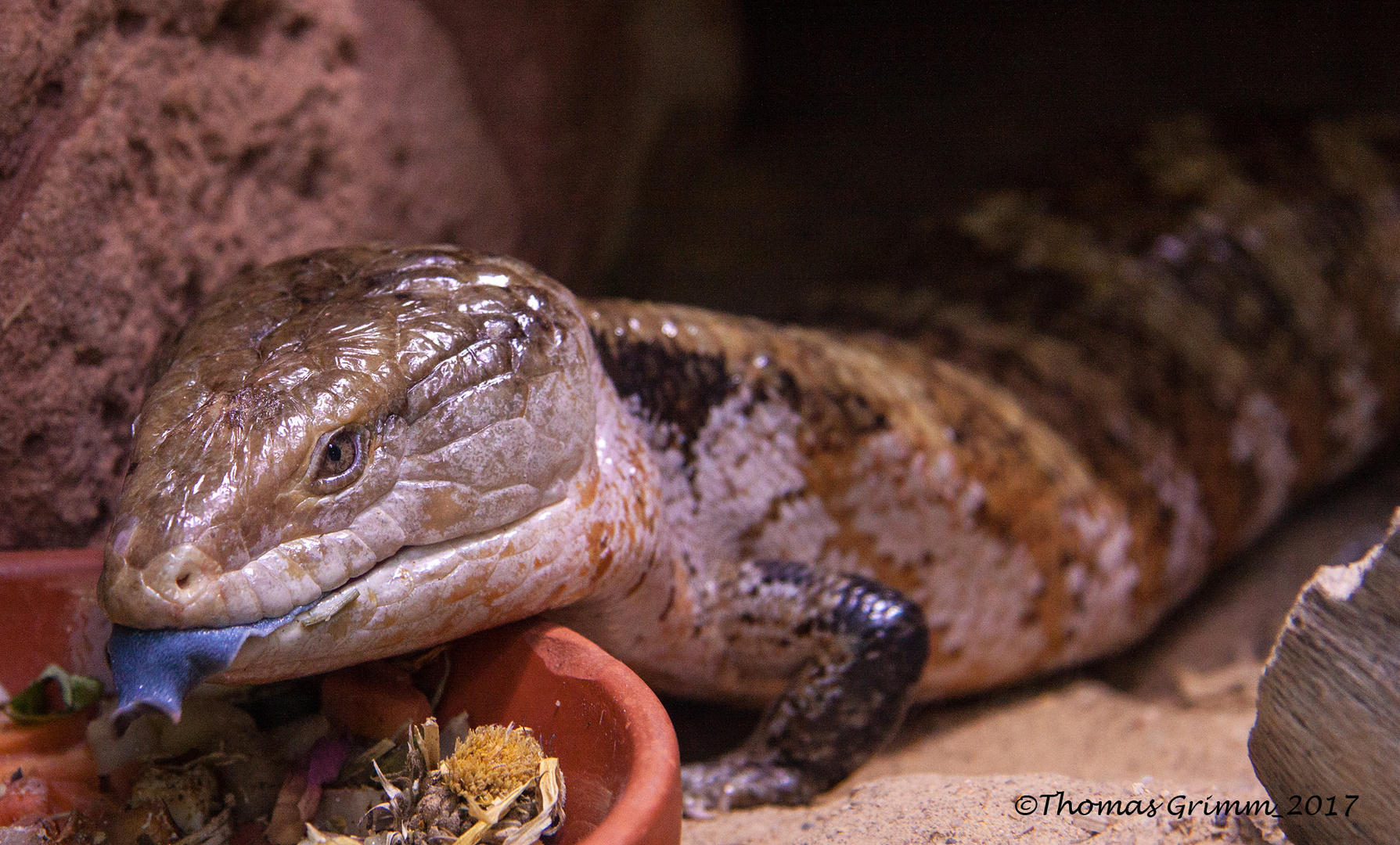 Blauzungenskink im Luisenpark Mannheim