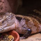 Blauzungenskink im Luisenpark Mannheim