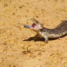 Blauzungenskink in Western Australia