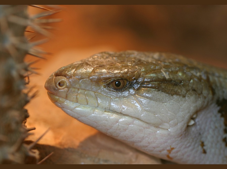 Blauzungenskink (Tiliqua scincoides)