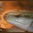 Blauzungenskink (Tiliqua scincoides)