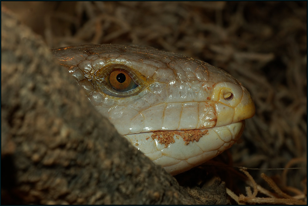 Blauzungenskink (Tiliqua scincoides)