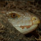 Blauzungenskink (Tiliqua scincoides)