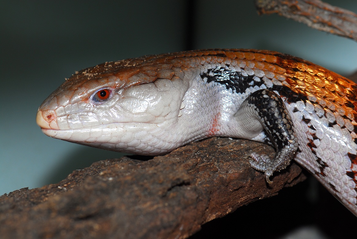 Blauzungenskink (Tiliqua scincoides)