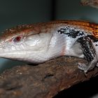 Blauzungenskink (Tiliqua scincoides)